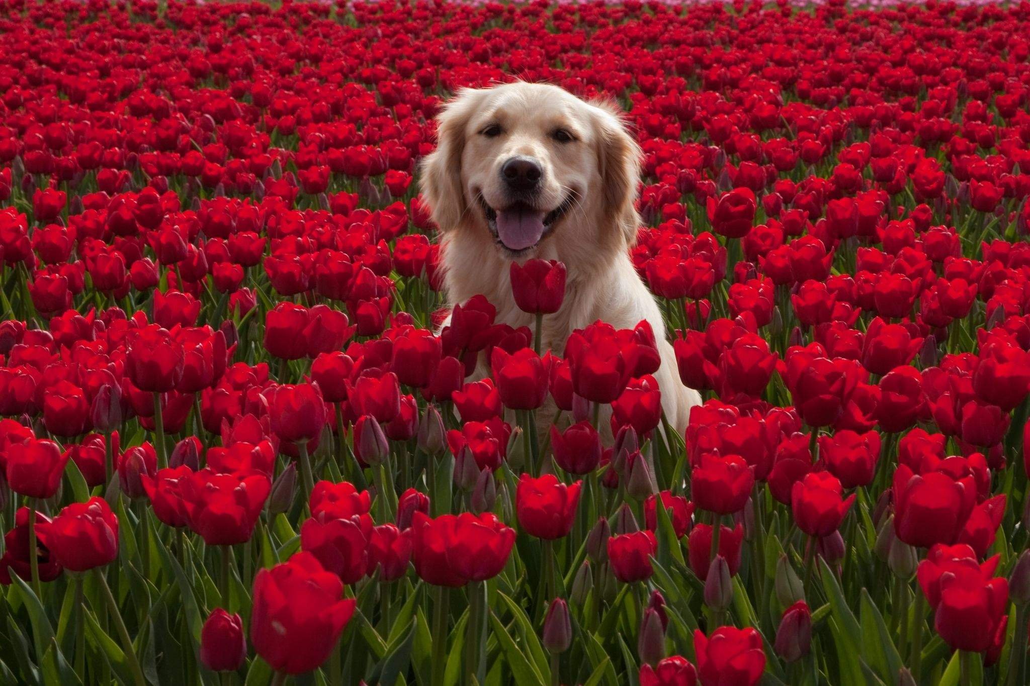 Собака с тюльпанами