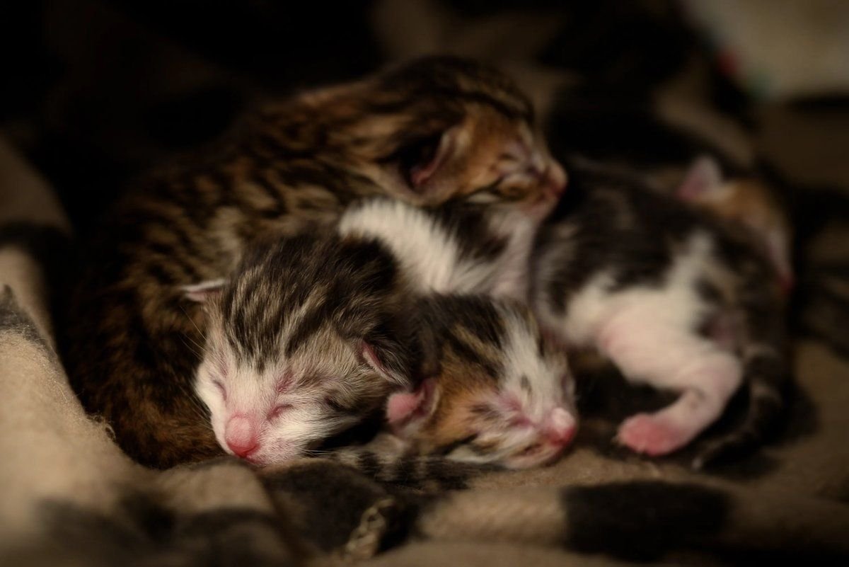 картинки на рабочий стол котята с мамой. к чему снится кошка с новорожденными котятами. кошка с котятами. слепые котята. сонник котята.