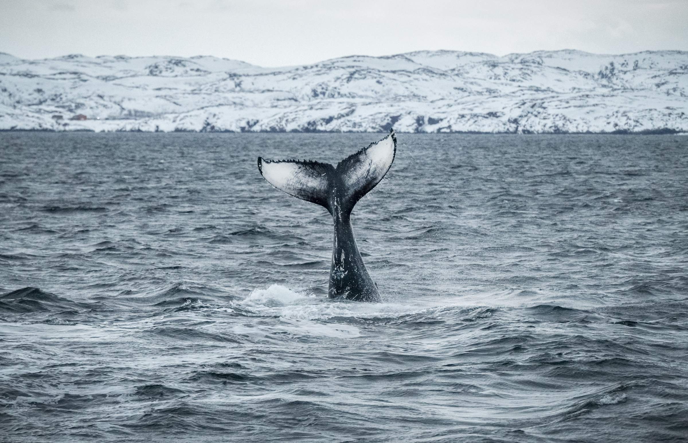 Киты в Териберке (Кольский полуостров) | Время Открытий | Пульс Mail.ru