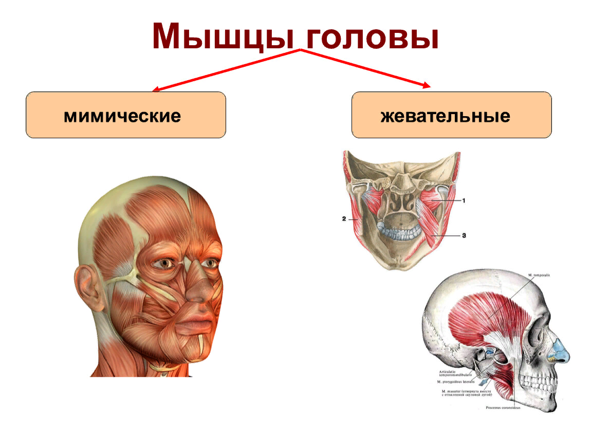 Головные мышцы. Мышцы лица анатомия жевательные мышцы. Мышцы головы мимические и жевательные. Мышцы головы и шеи анатомия мимические и жевательные. Мышцы головы лица и жевательные мышцы.