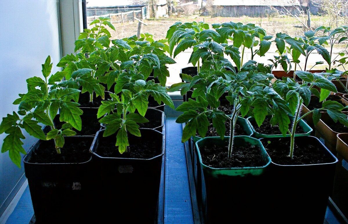перерощенная рассада томатов. чтобы помидоры не вытягивались. если вытягиваются помидоры. рассада томатов столыпин. вытянутые томаты рассада.
