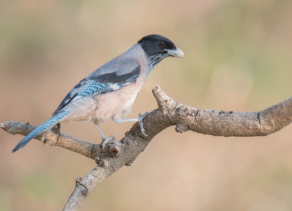 Garrulus lanceolatus