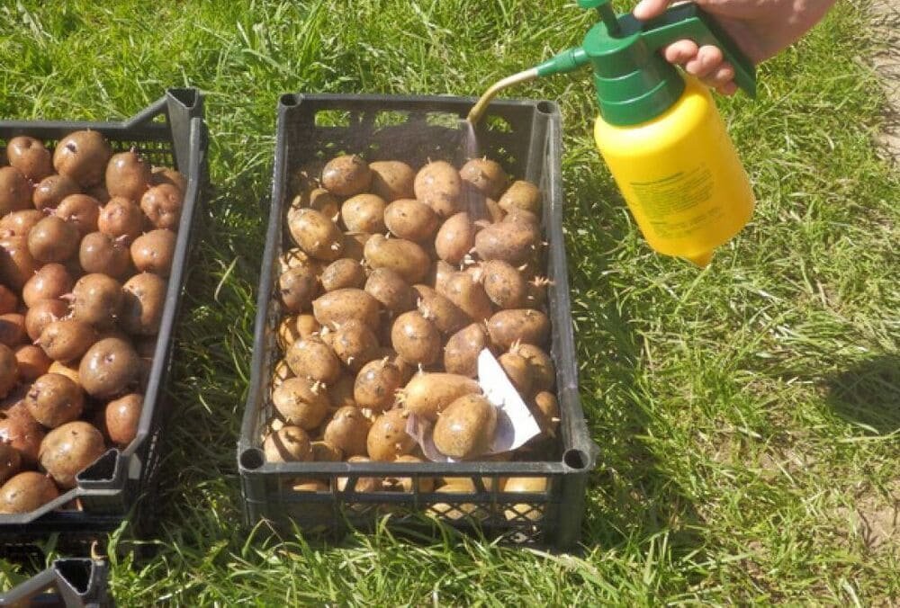 Обработка картофеля перед проращиванием. Обработка картофеля перед посадкой. Обработка клубней картофеля. Посадка картофеля. Обработать картошку перед посадкой.