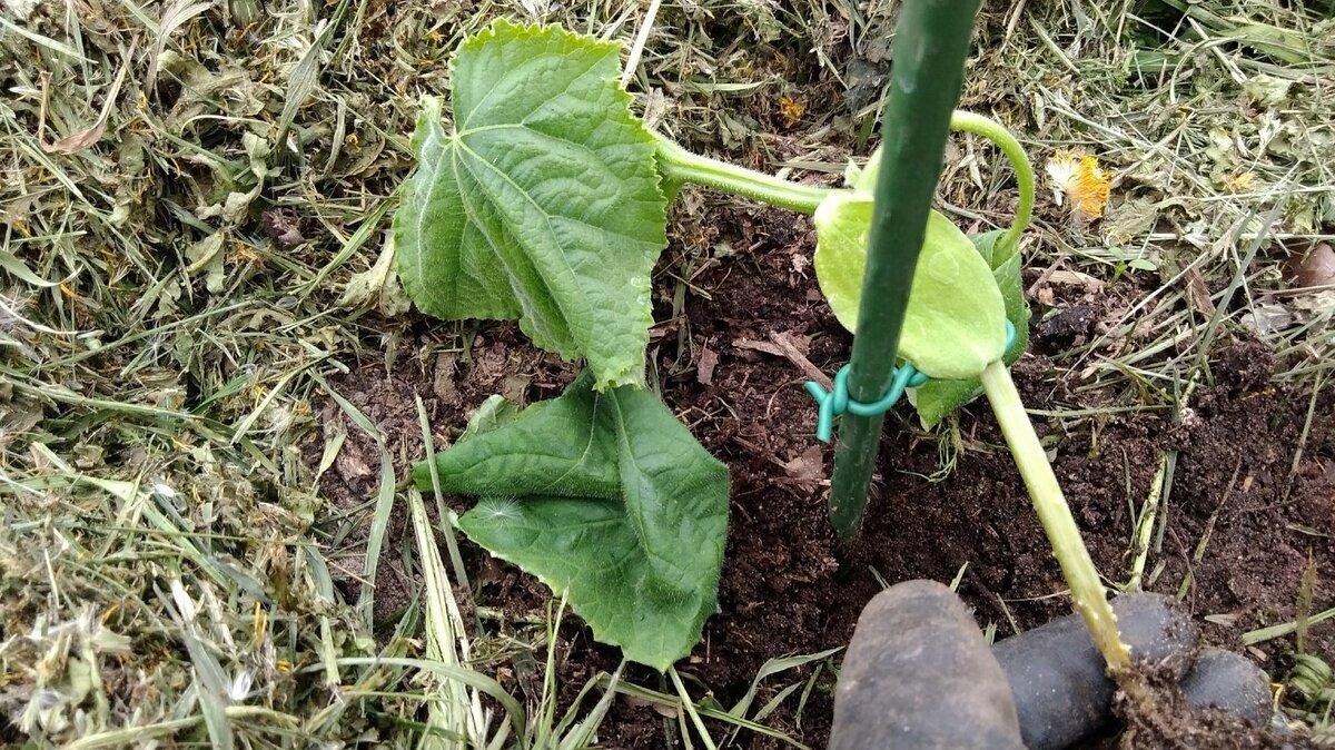 Мощные корни у рассады. Болезни малины корневая гниль. Фузариозное увядание рассады огурцов. Прикорневая гниль огурцов. Как укоренить пасынок огурца.