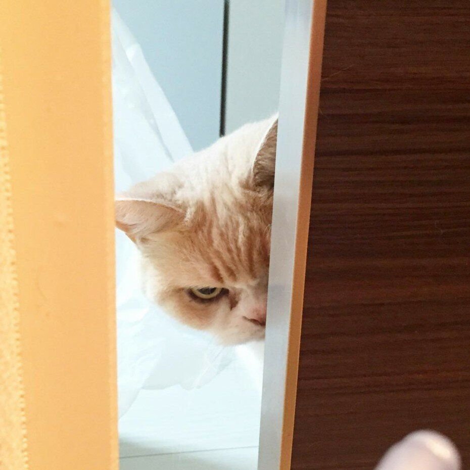 Обиженный котенок картинки
