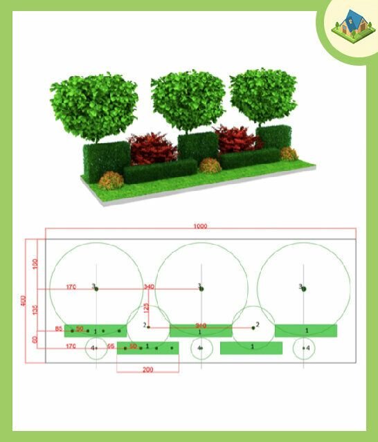 Клумба из барбарисов разных сортов схема