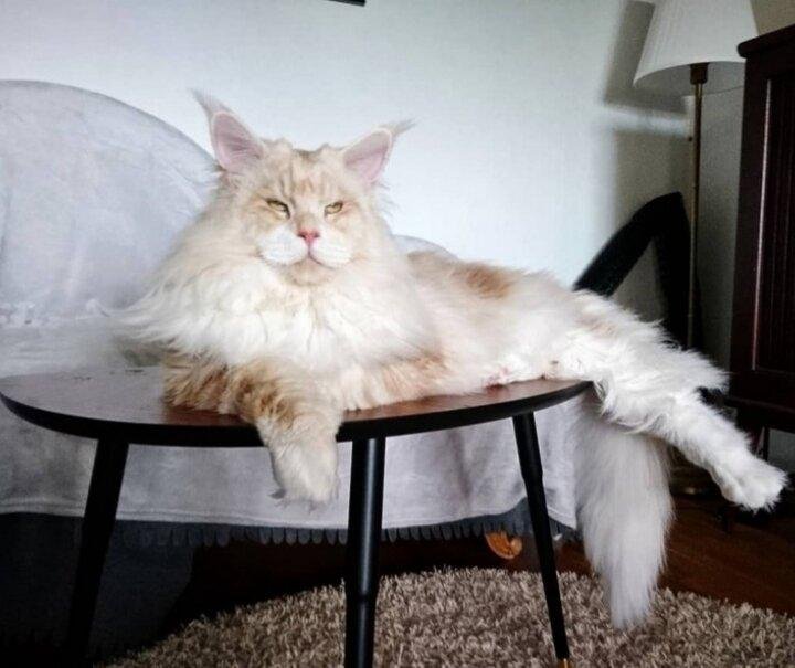 Источник изображения: Lotus The Mainecoon