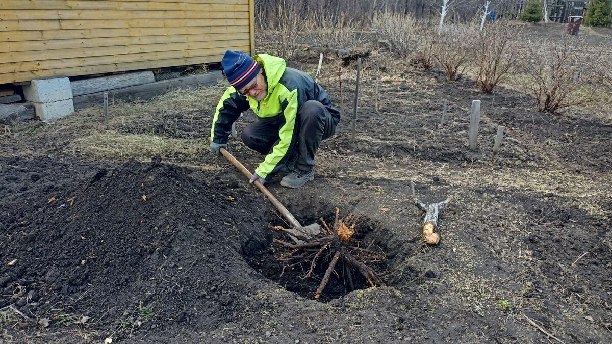 Подкормка деревьев весной. Подкормка деревьев Краснодарский край город Абинск.