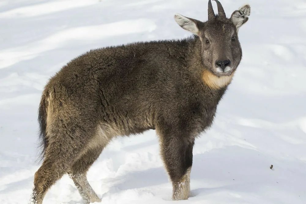 Амурский горал фото. Амурский горал. Гималайский горал. Амурский горал Nemorhaedus caudatus. Восточный горал Амурский.