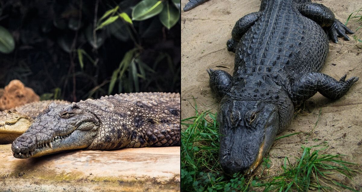 Кожа аллигатора и крокодила отличия