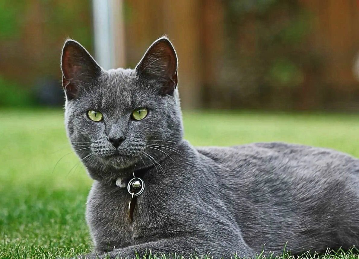 Кошки пара. Порода кошек русская голубая. Какие паров кошки. Котики любовь. Кошка ласкается.