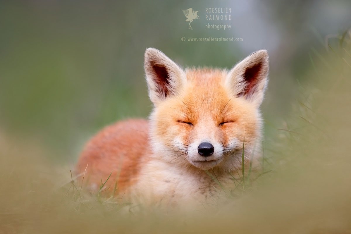 Cute fox. Кьют Фокс. Бейби Фокс лиса. Лиса Лисенок лисята. Милая лиса.