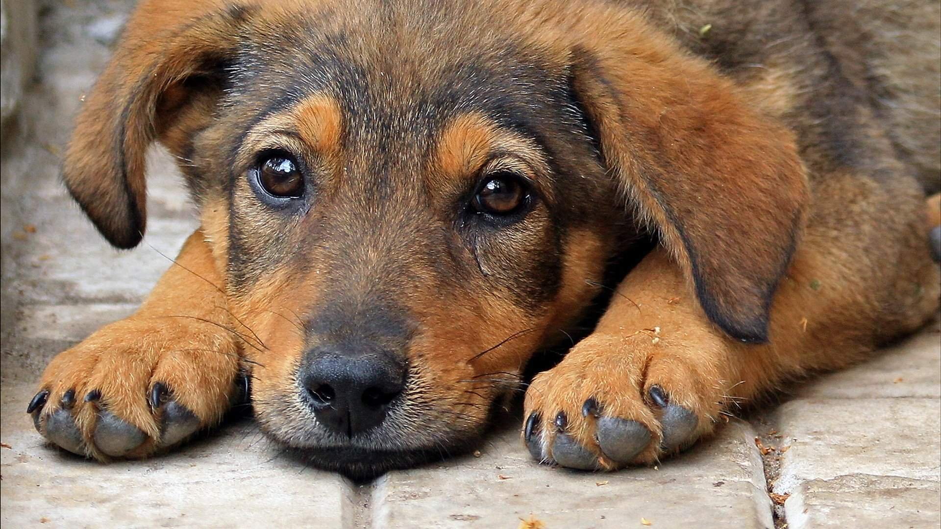 Собака с печальными глазами