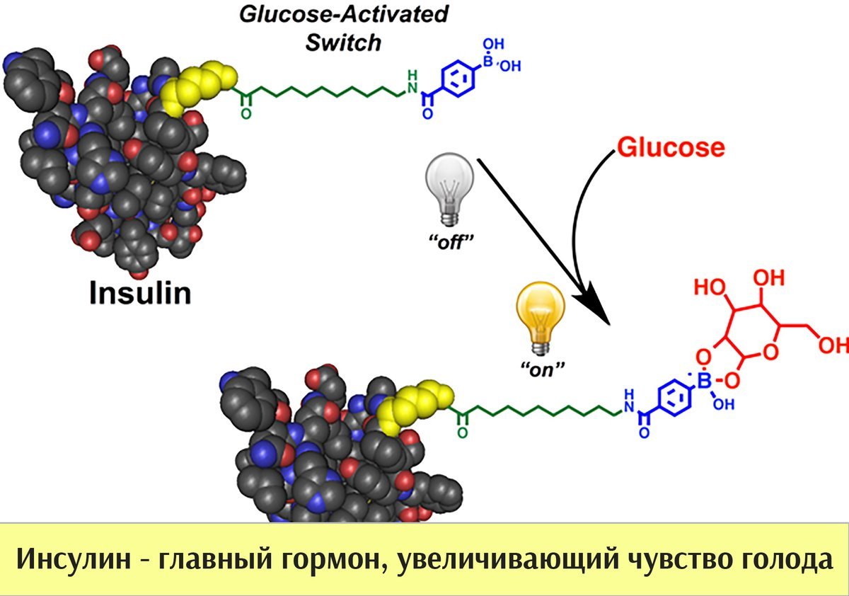 Инсулин фото гормона