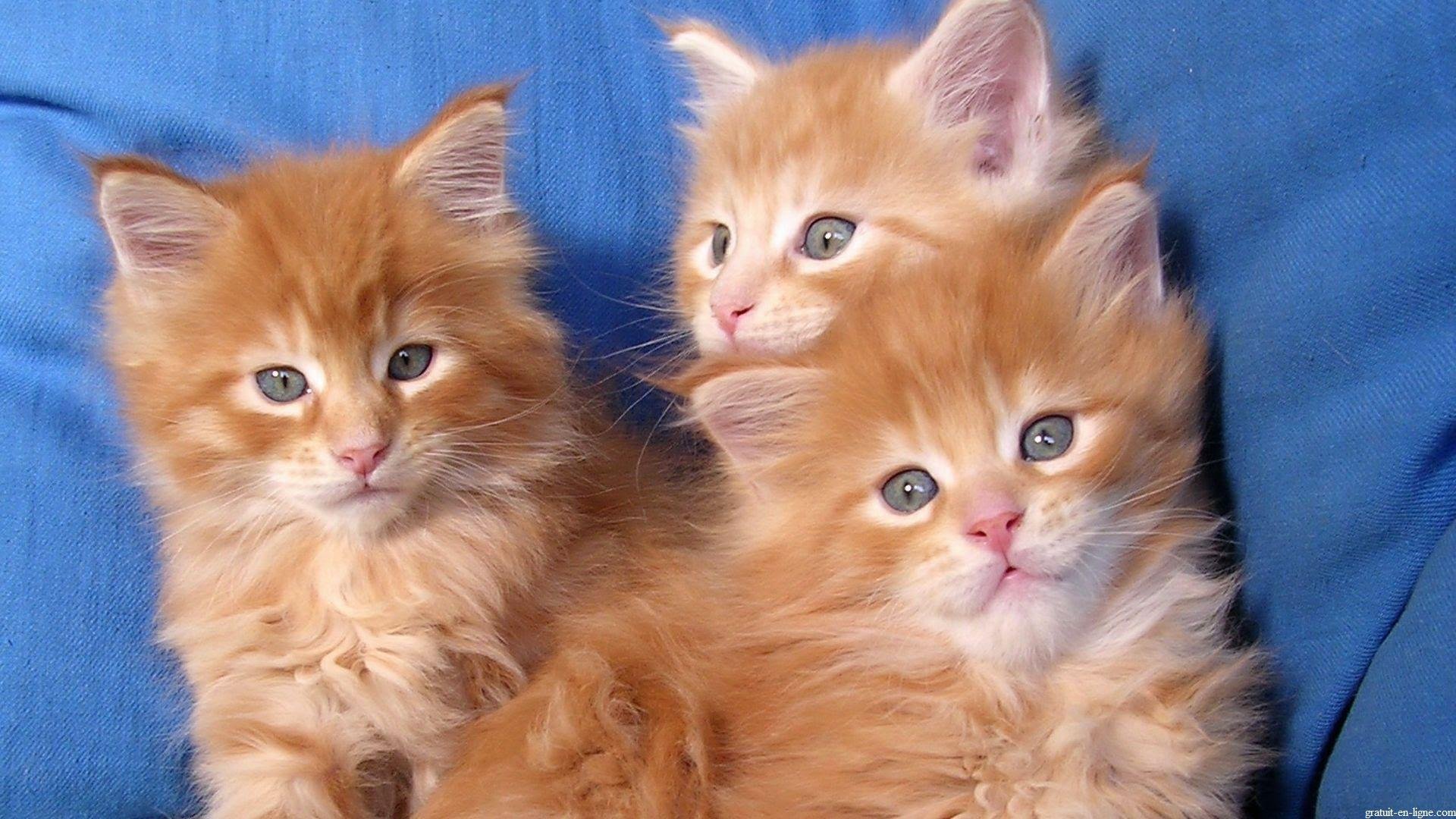 Мейн-кун рыжие три котенка