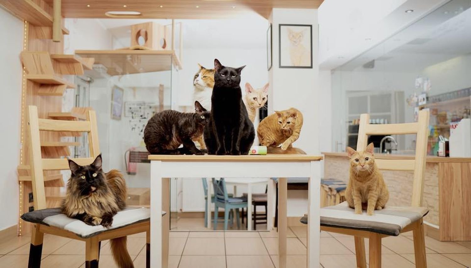 Суть котокафе. Кошачье кафе - "Cat Cafe" в Японии. Котокафе Киров Маклина 30. Solo Cat Cafe Алматы. Котокафе Муркино.