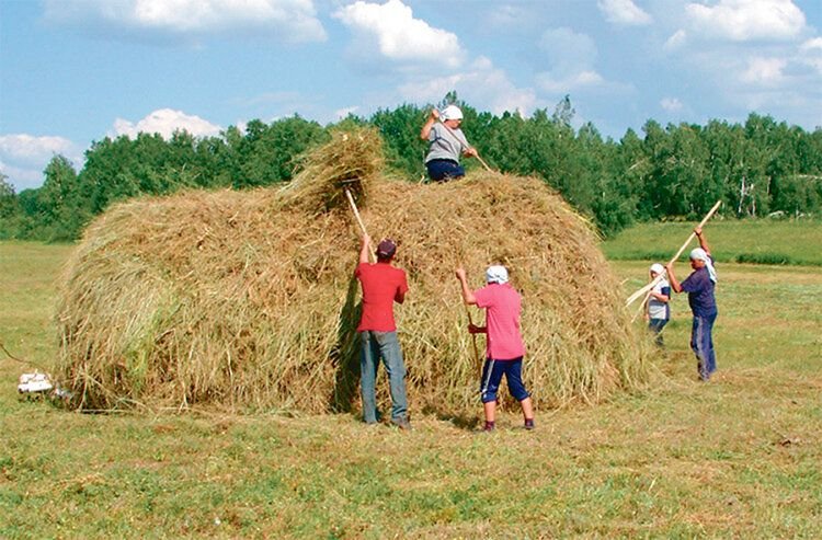 Картинка сенокос в деревне