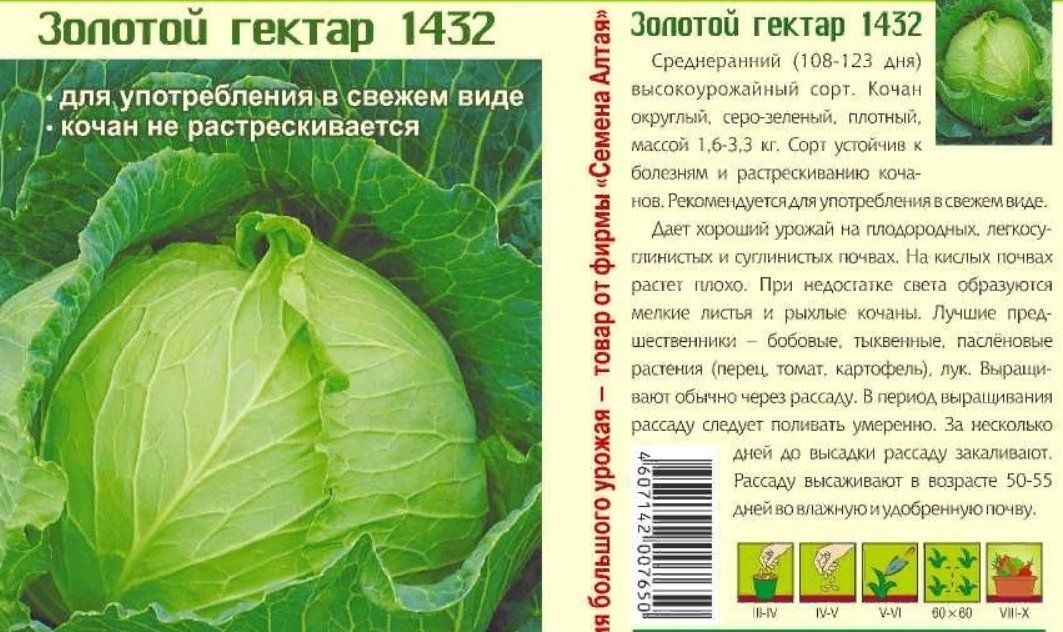 Сорт золотой гектар. Капуста белокочанная золотой гектар 1432. Капуста б/к золотой гектар 1432. Сорт капусты золотой гектар. Капуста золотой гектар описание.