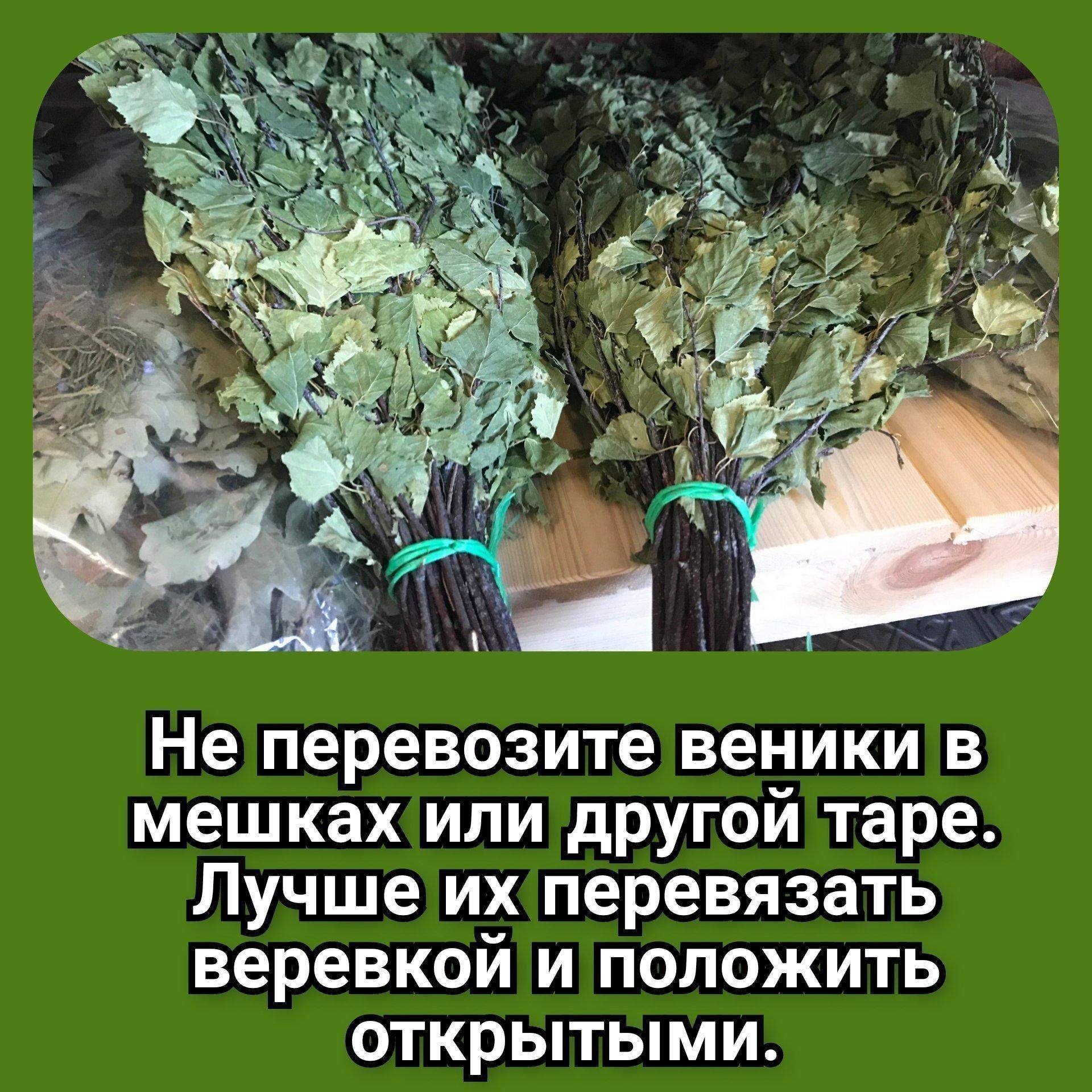 Когда нужно вязать березовые веники