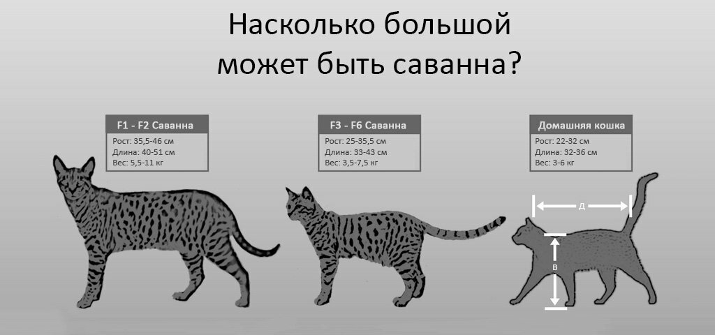 Во сколько раз лев живет дольше кошки по диаграмме