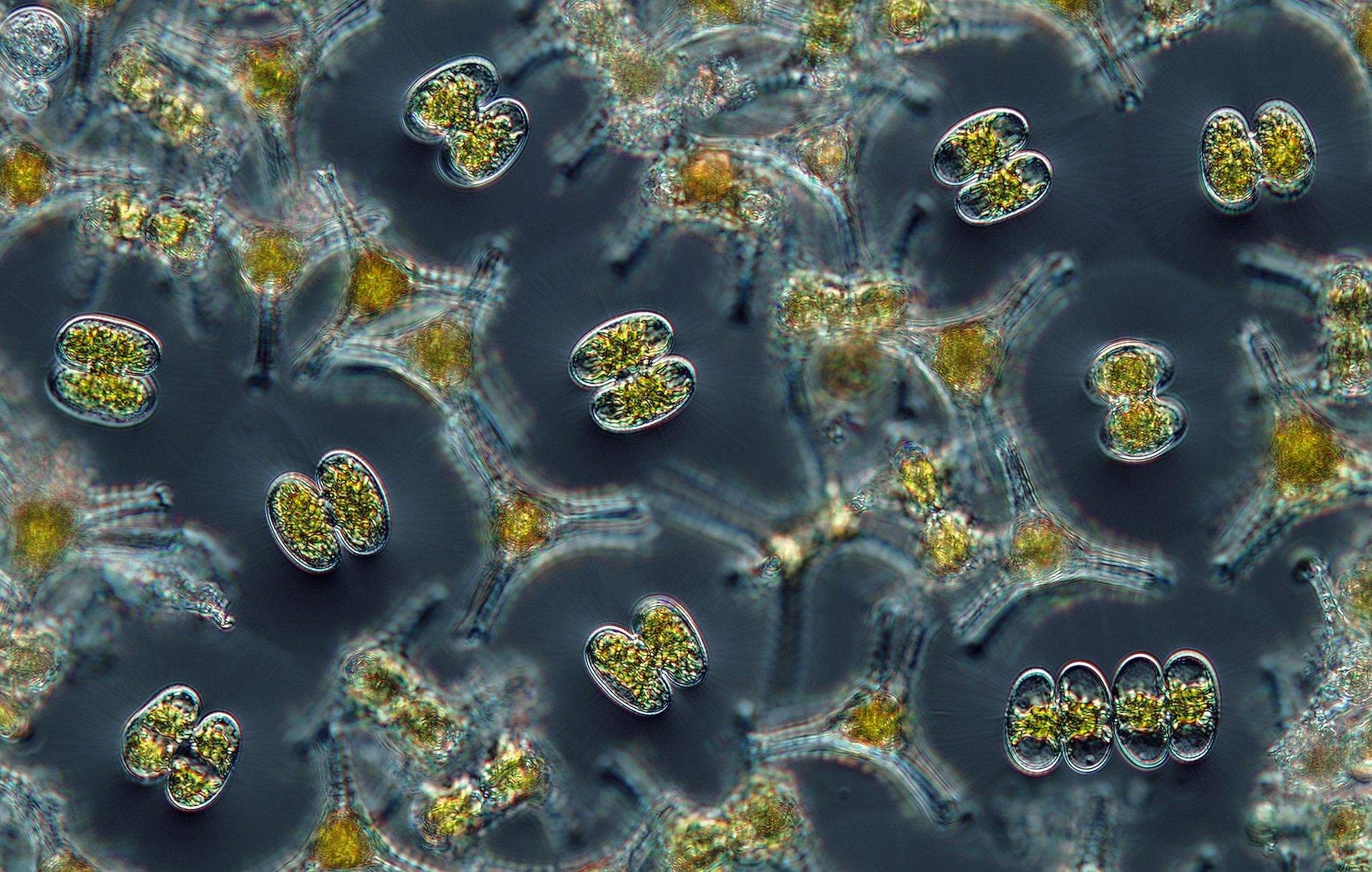 Фитопланктон образован. Фитопланктон диатомовые водоросли. Фитопланктон нанопланктон зоопланктон. Chlorophyta фитопланктон. Зоопланктон коловратки.