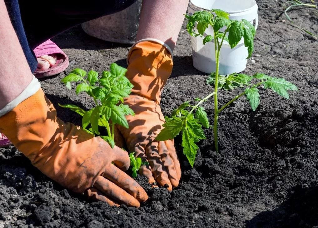 Высаживание рассады томатов. Пересадка томатов. Посадка помидоров помидорной рассады. Купировка помидор в рассаде. Посадка томатов на рассаду.