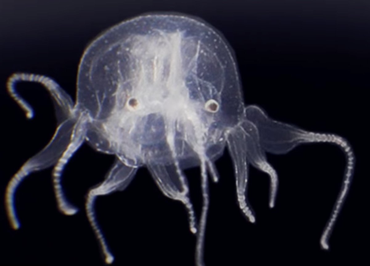 морская оса медуза фото