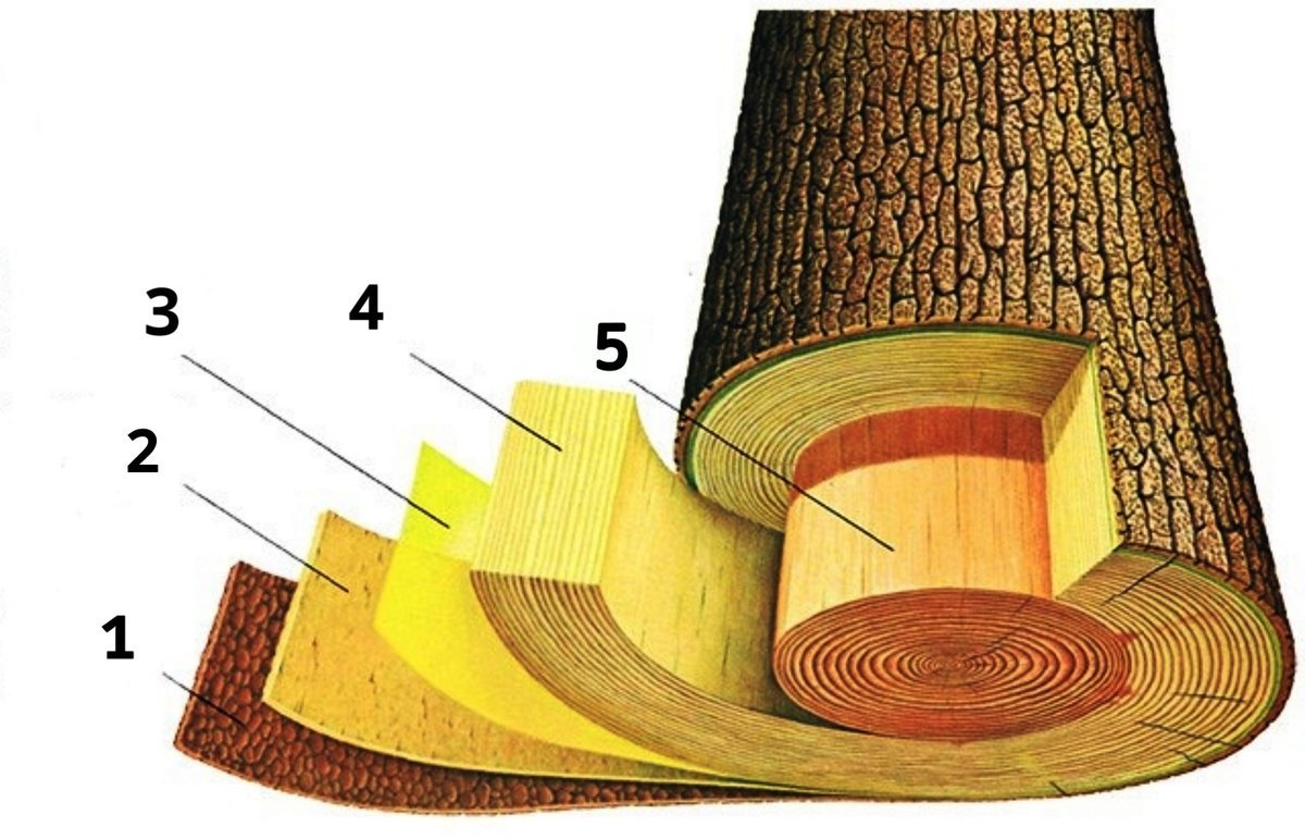 Структура древесины камбий