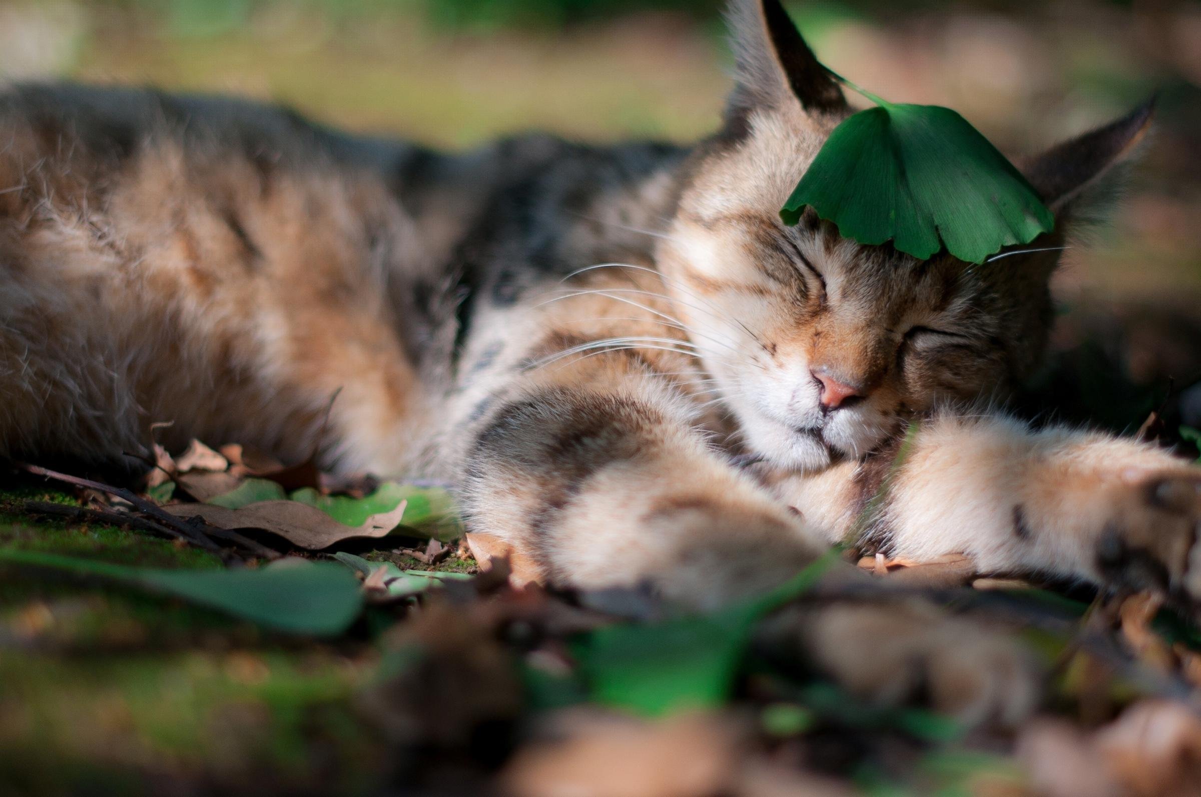 Природа сна. Кот спит на природе. Спящий котик на природе. Спящая кошка на природе. Котенок спит на природе.