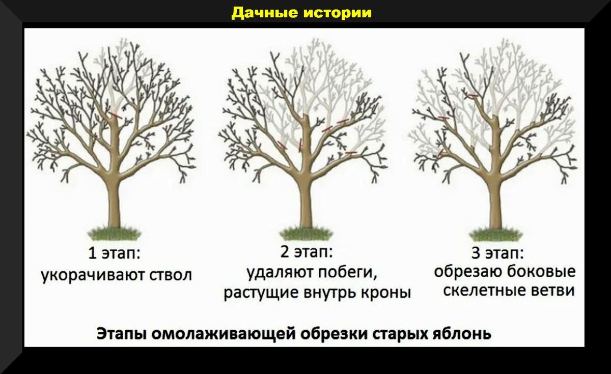 Обрезка старой яблони весной для начинающих в картинках