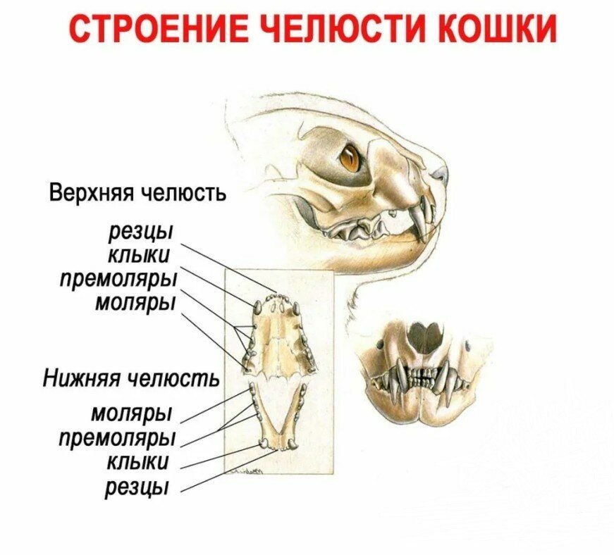 Челюсть кота. Строение челюсти. Молочные зубы. Сколько зубов должно быть у кошки.