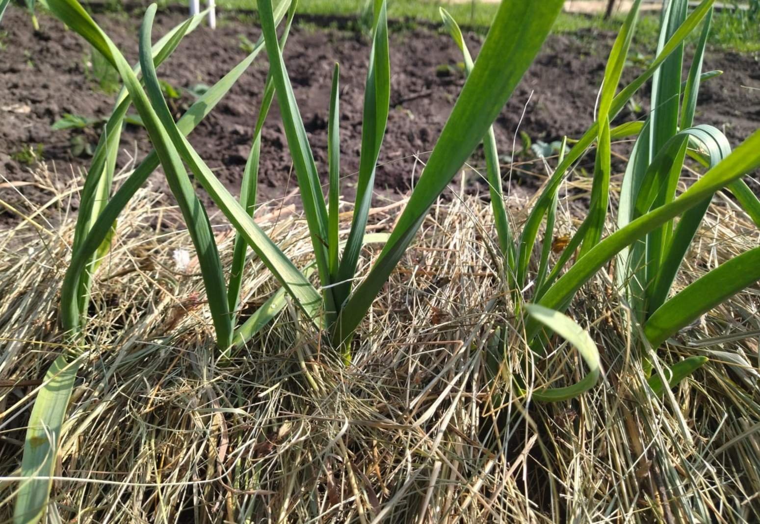 озимый чеснок посадвсходыка. подкормка озимого чеснока. чеснок на грядке. озимый чеснок весной. чеснок.