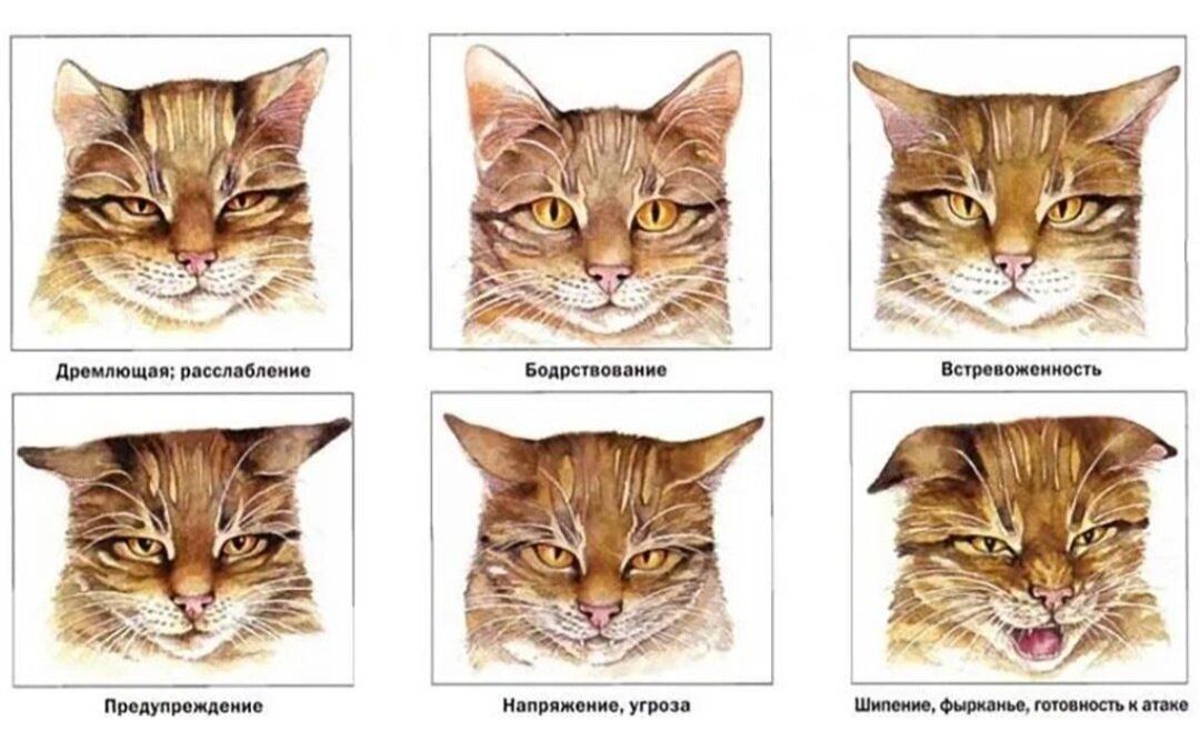 Как понять кошечку. Эмоции кота по ушам. Эмоции кошки по ушам. Морды кошек разных пород. Поведение кошек.