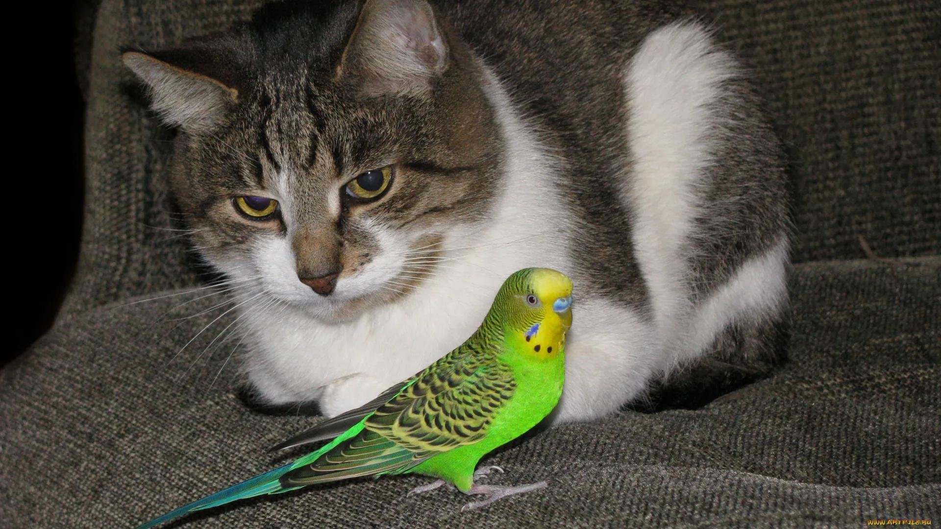 Кот с попугаем