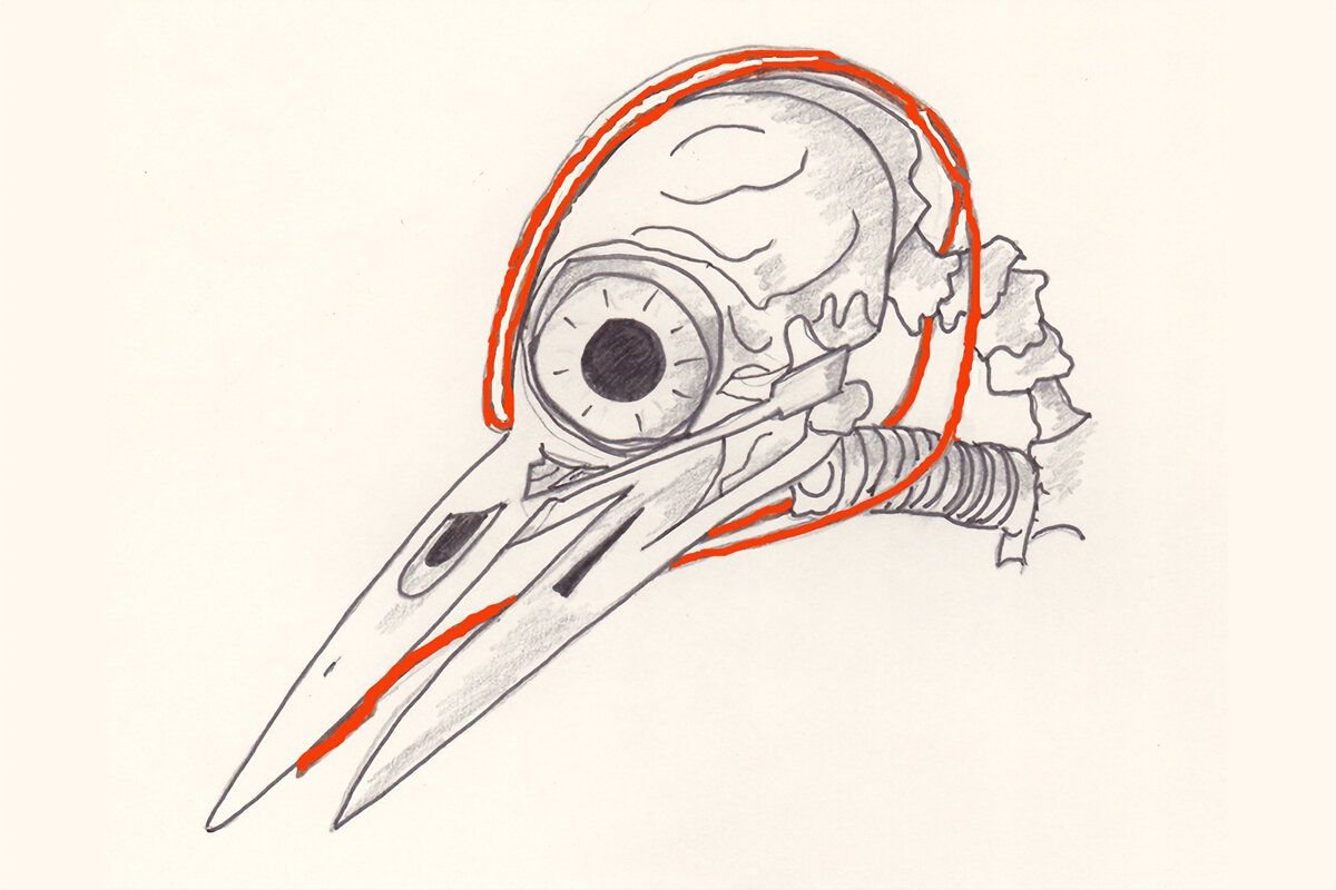 Дятел анатомия черепа