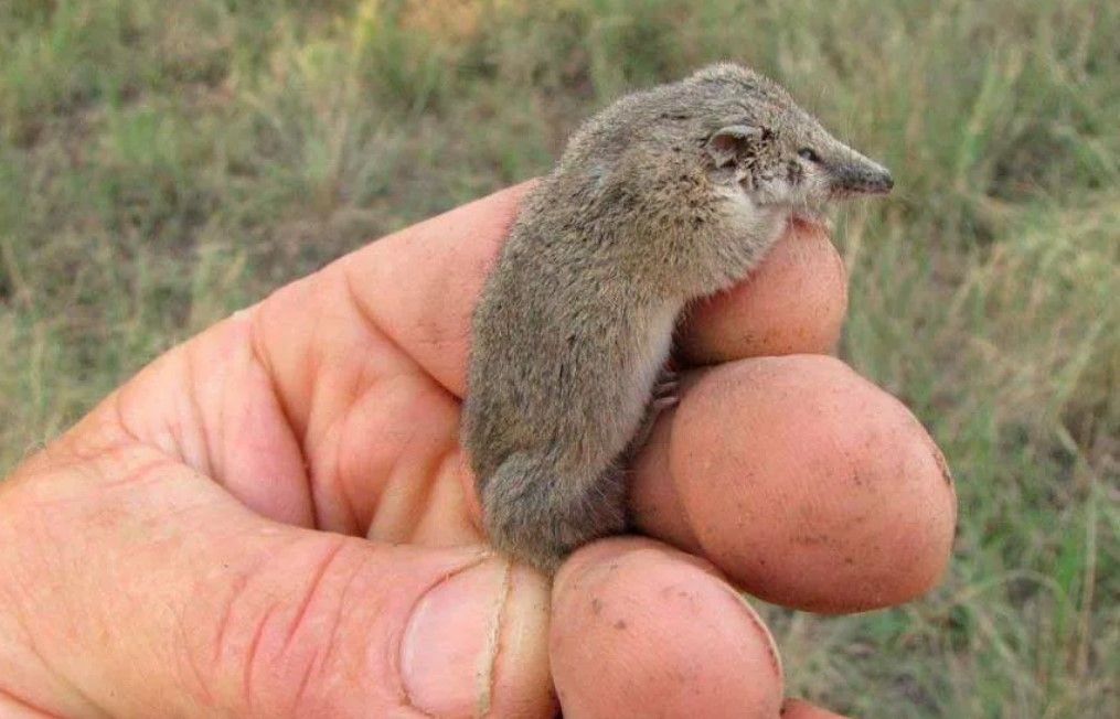 маленькое животное 6. землеройка прыгунчик. землеройка бурозубка. маленькое животное 6. землеройка прыгунчик.