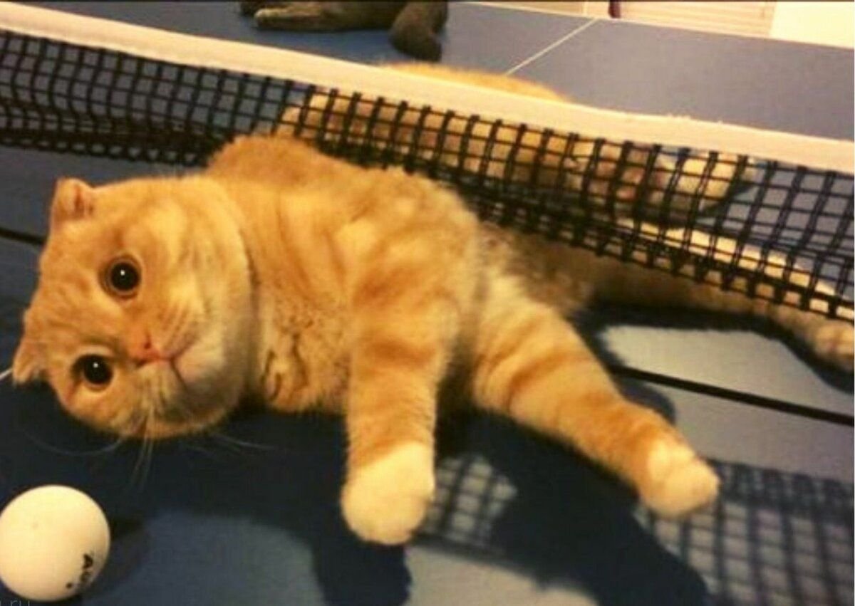 Кот теннисист