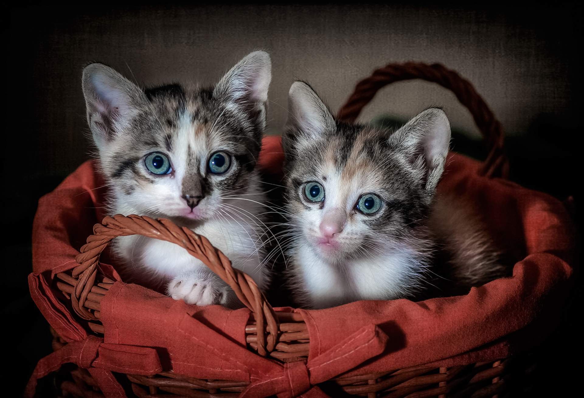 Картинки про котят и кошек