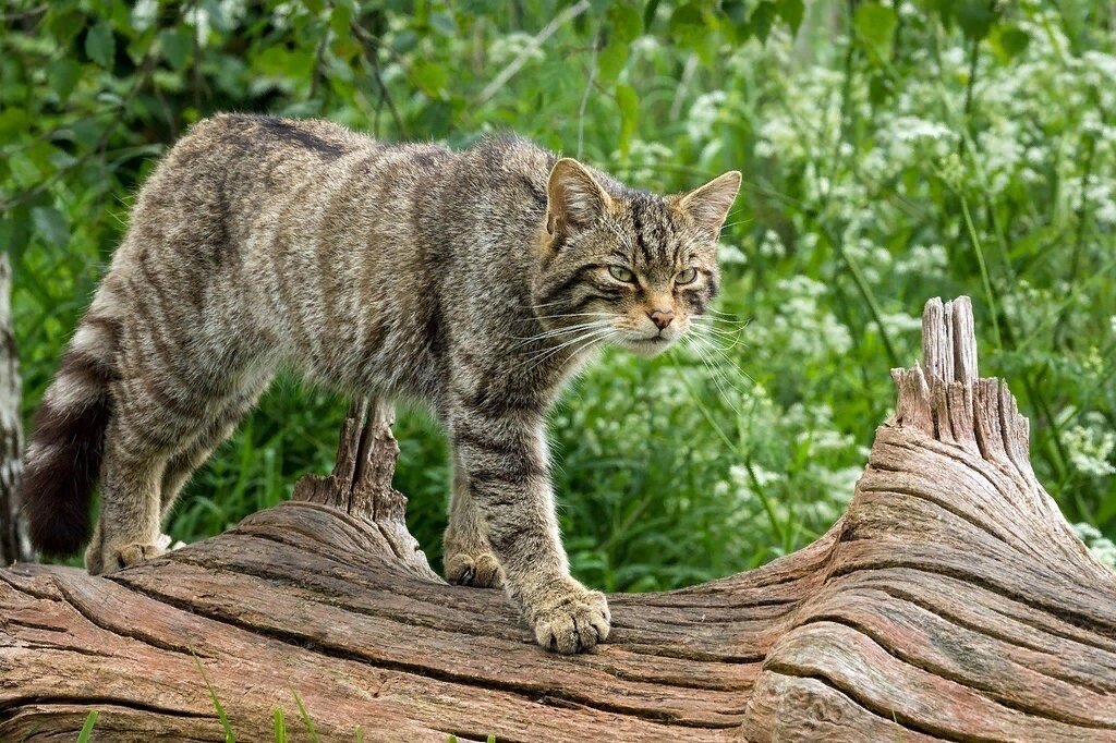 Дикая лесная. Европейский Лесной кот камышовый. Европейская Дикая Лесная кошка. Лесной кот Felis Silvestris. Среднеевропейский Лесной кот.