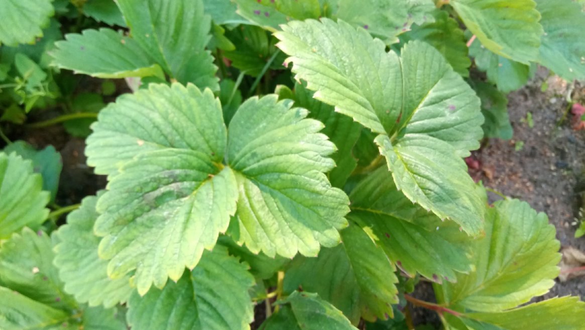 Чем обработать и подкормить клубнику осенью, чтобы в