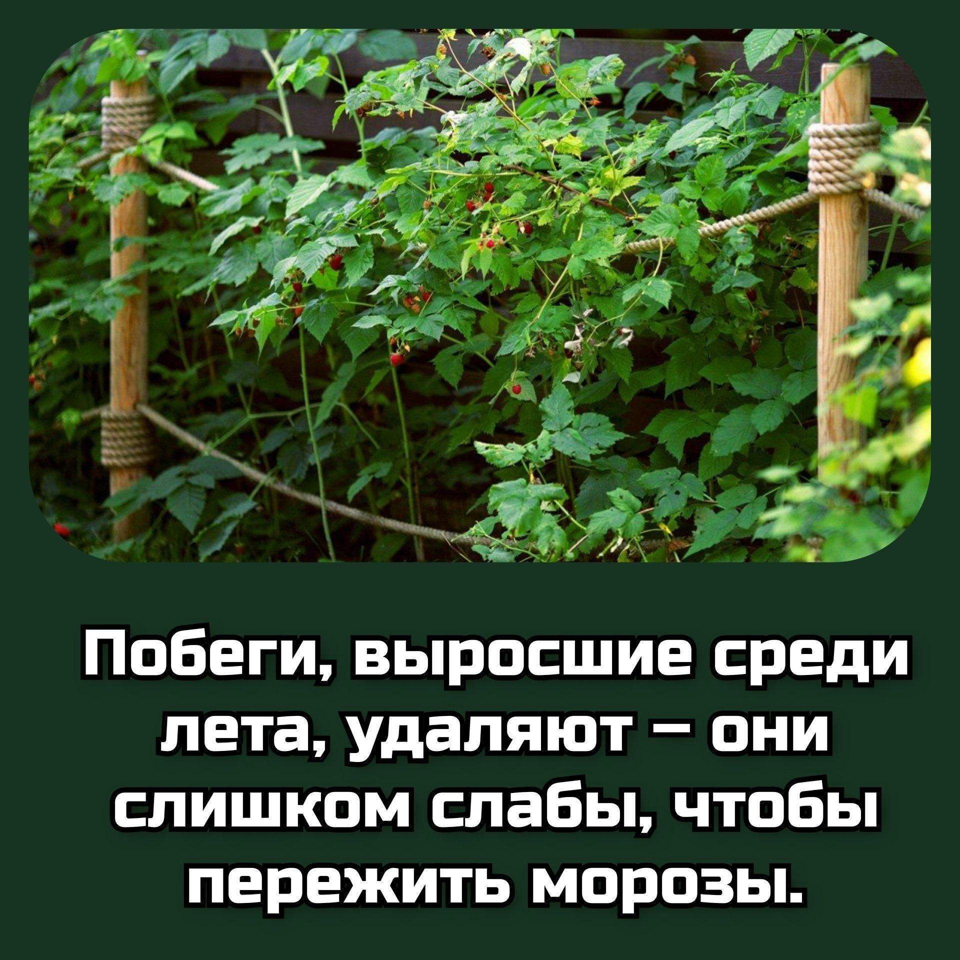 Шпалера для ежевики своими руками. Ежемалина Кимберли шпалера. Ежемалина на шпалере. Подвязка ремонтантной малины. Шпалера для малины и ежевики.