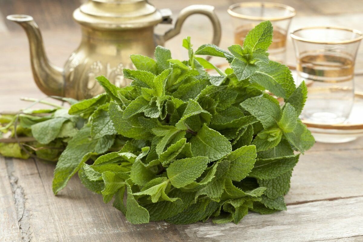 Фото полезных растения. Мята перечная (Mentha piperita). Мята перечная - Mentha piperita l.. Мята перечная Méntha piperíta. Мята лимонная бергамотная.