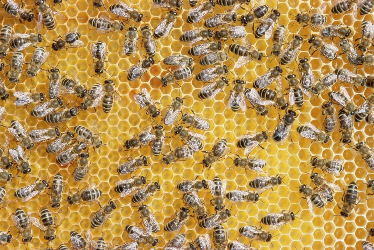 Пока пчелы. Медоносная пчела. Пчела в движении. Австралийские пчелы. Демократия у пчел.
