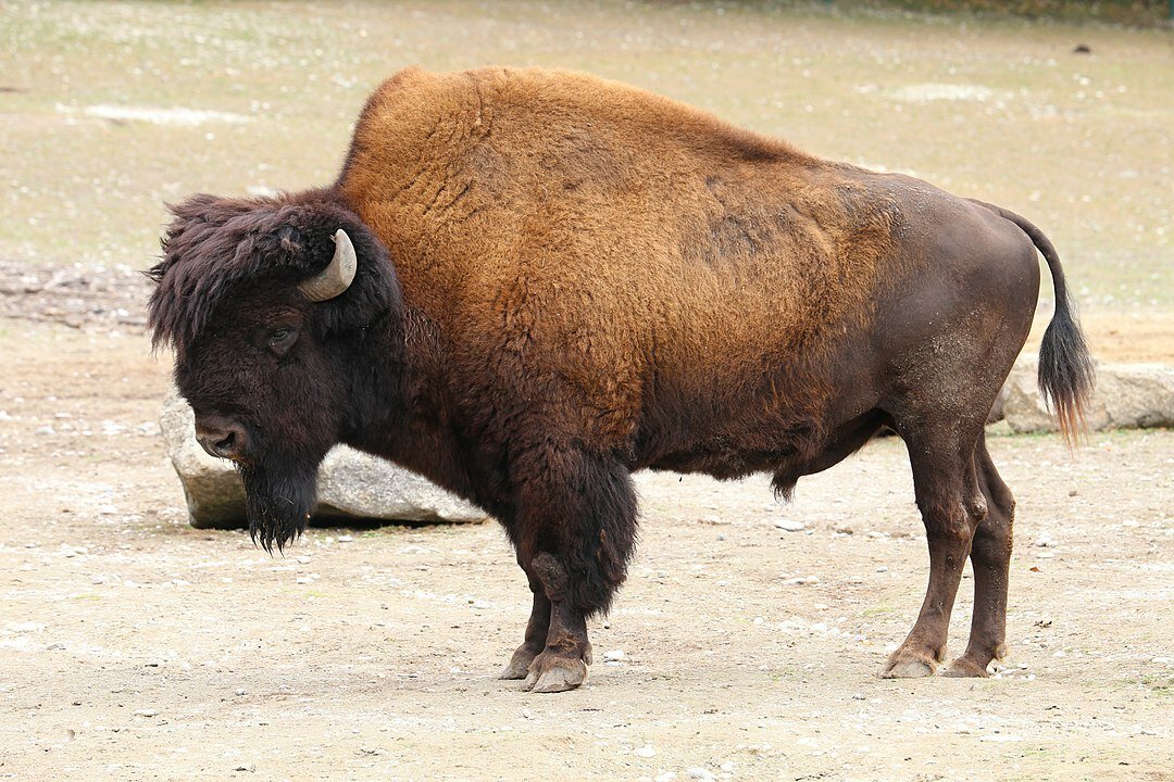 Дикие быки в природе названия и фото
