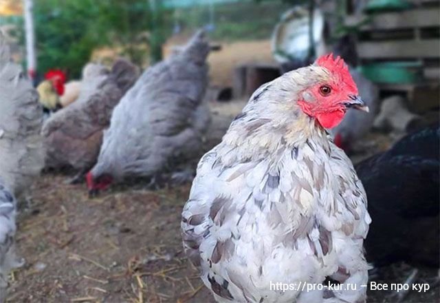 Стоит ли заводить кур. Заводим курей. Куры в садоводстве. Стоит ли заводить кур. Куры во дворе.