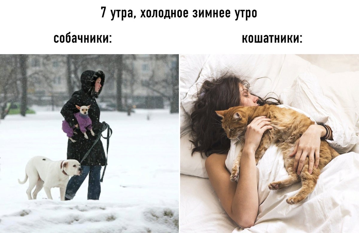 Утро собачника и кошатника