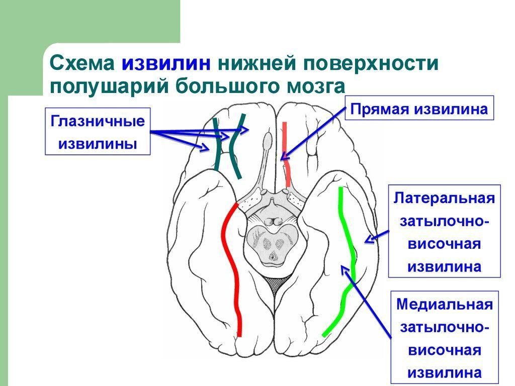 Пульс 55 лежа в кровати