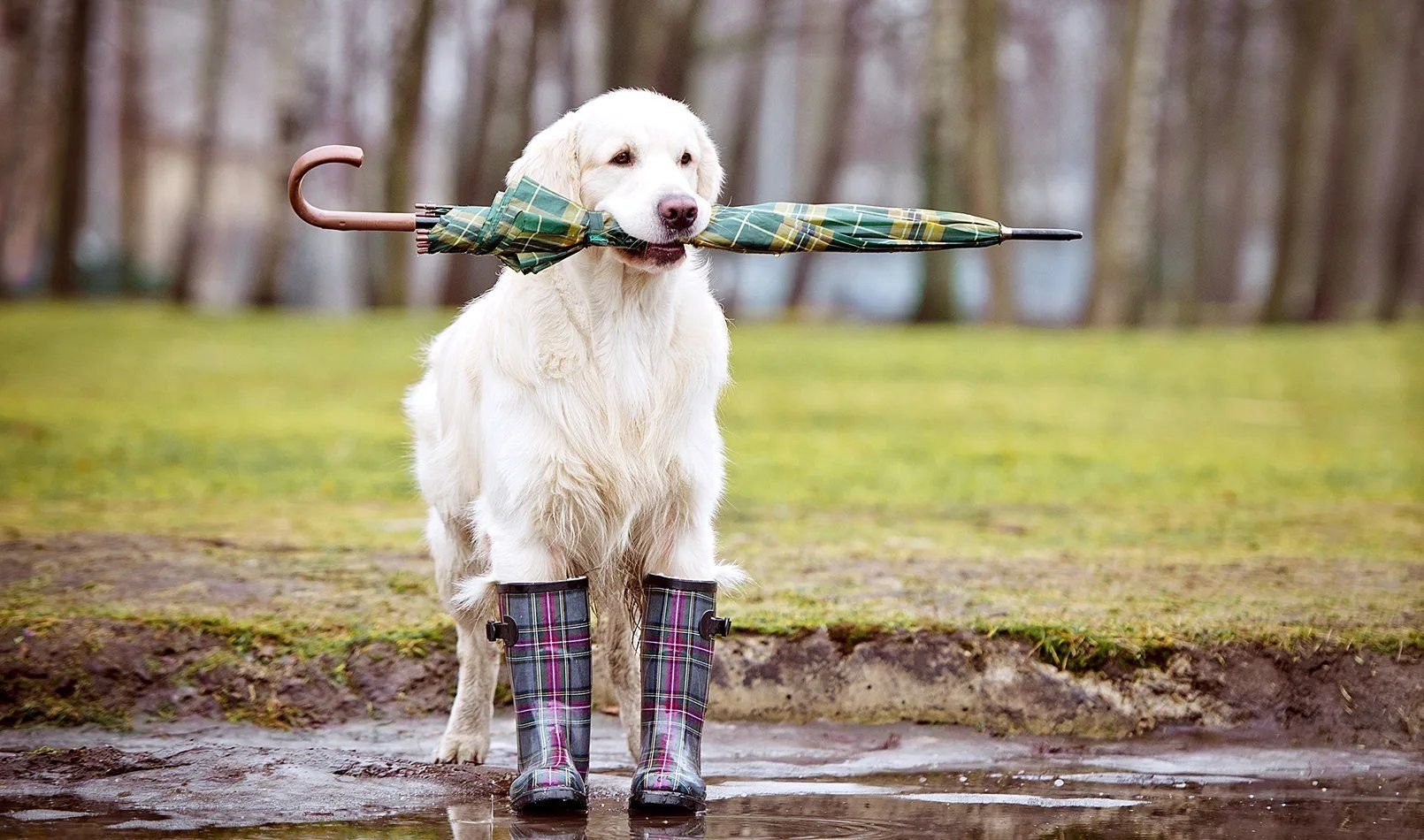 Собака с зонтиком в зубах