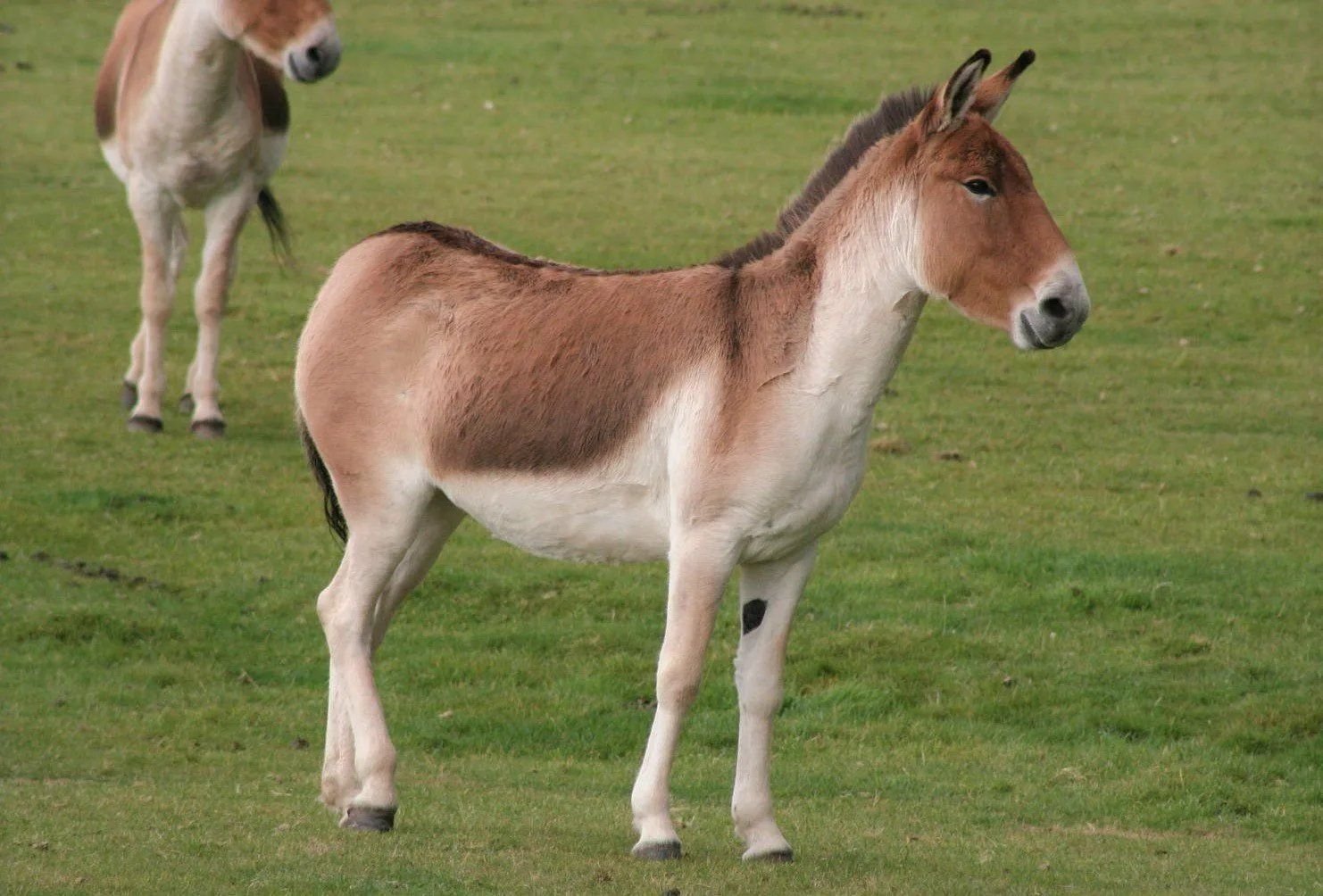 Кулан. Дикий осел Кулан. Кианг (Equus Kiang). Дикий осел Кианг. Туркменский Кулан.