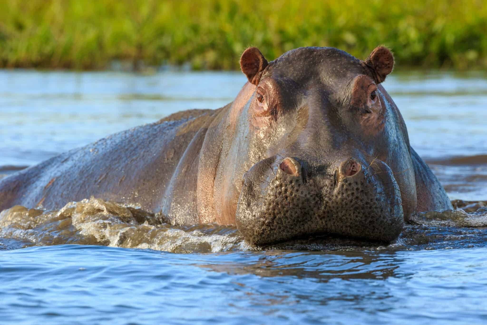 Hippopotamus amphibius Бегемот